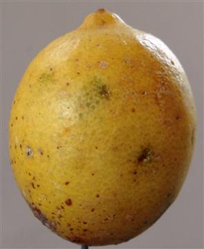 Citrus medica